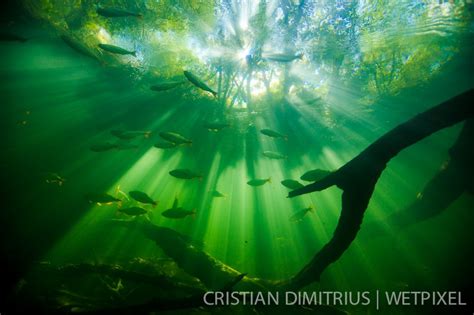 Cristian Dimitrius Survivors Of The Flooded Forest