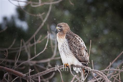 Red Tailed Hawk In Winter Image 100108c0098 By Ron Erwin
