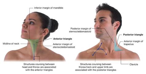 Duke Anatomy Lab 21 Pre Lab Structures Of The Neck Muscles Of The