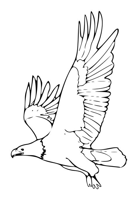 Aguilas Para Colorear 🥇 ¡dibujos Para Imprimir Y Pintar