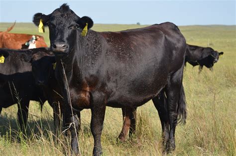 horn flies impact and control options for pastured cattle unl beef