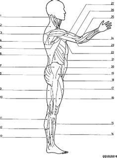 The ribs are lateral to the sternum. Ejercicio: Músculos del Cuerpo Humano Vista Frontal Dibujo ...