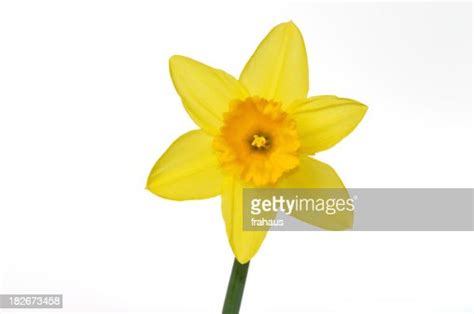 Daffodil High Res Stock Photo Getty Images