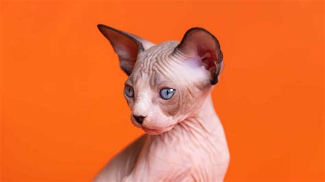 9 Types Of Hairless Cats Unianimal