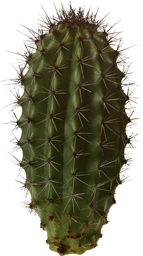 Imagen Png De Cactus