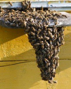 Bee removal service lowest price guarantee. Bee Removal Phoenix, Bee Removal Services Maricopa AZ