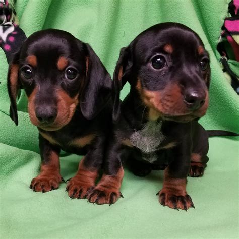 67 Long Haired Dachshund Puppies For Sale Indiana Image