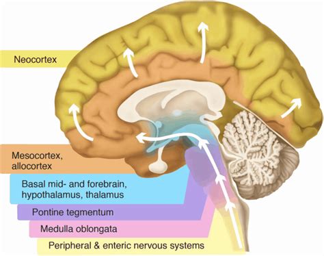 Memory Storage Memory Processes In The Human Brain