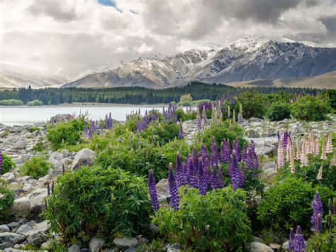 New Zealand Mountains Flowers Lake Wallpaper Background