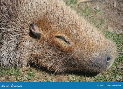 Capybara Largest Rodent In The World Capybara Sitting On Green Grass