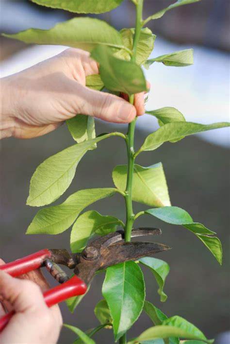 How To Prune A Lemon Tree Plant