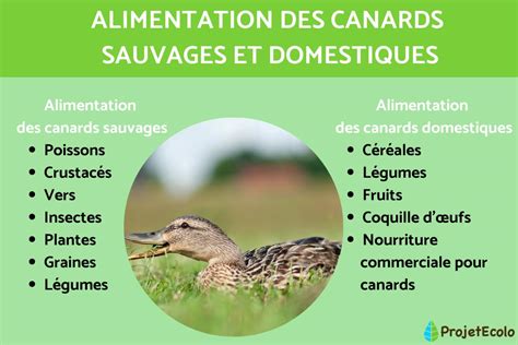 Que Mangent Les Canards Découvrez Leur Alimentation