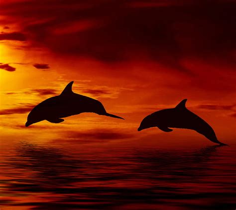Dolphins Bonito Dolphin Jumping Up Ocean Sunset Hd Wallpaper Peakpx