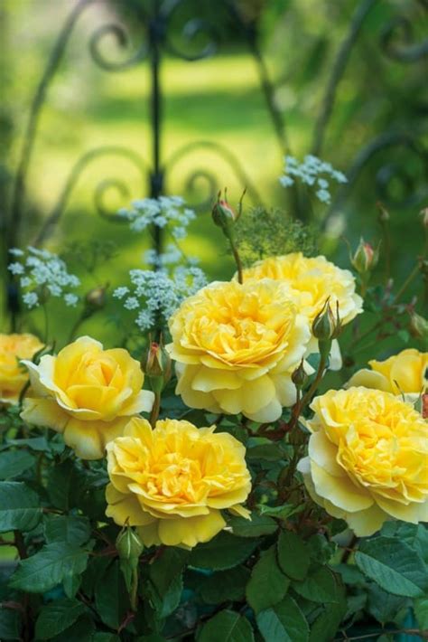 David austin roses are the epitome of the english garden rose and are highly sought after for their beauty. David Austin English Roses - Home Garden Joy