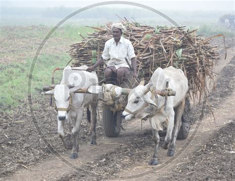 Image Of A Farmer Carrying The Fresh Load Of Sugar Cane Yield On A Bullock Cart In Rural Village