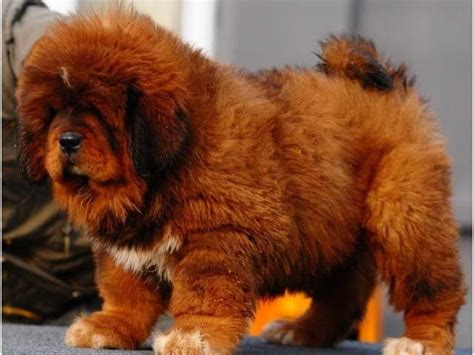 Chinese Tibetan Mastiff Dog Breed Characteristics Pictures Facts