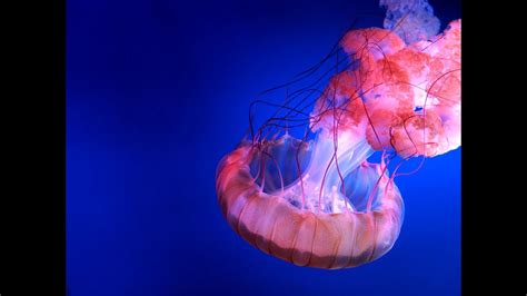Jellyfish Have No Brain Heart Bones Or Eyes Youtube