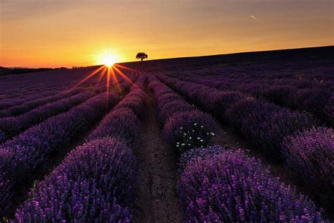Lavender Sunset Photograph By Cavan Images Fine Art America