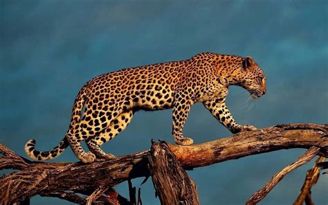 Stunning Leopard Images Wallpaper Pics Photos Etc In Hd