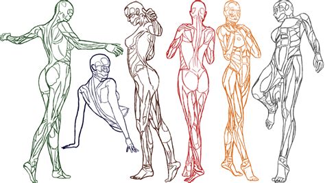 Female Anatomy Practice By Amenarae On Deviantart Menschen Zeichnen