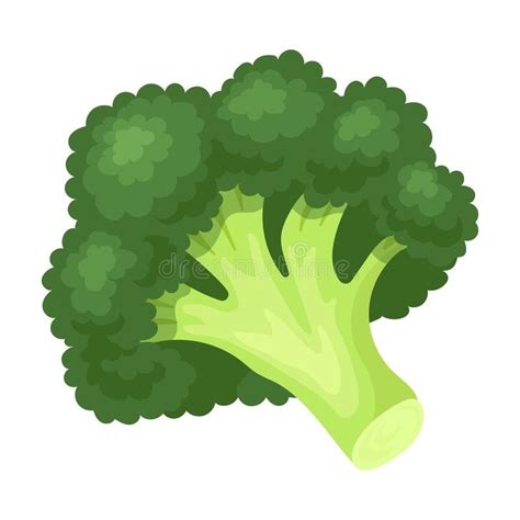 Broccoli Vector Iconcartoon Vector Icon Isolated On White Background