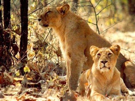 Members of the felidae family are called felids. India big cats safari, lions and tigers. Helping Dreamers Do
