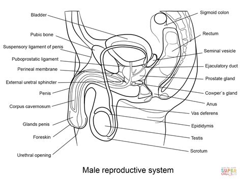 Male Reproductive System Coloring Page Free Printable Coloring Pages