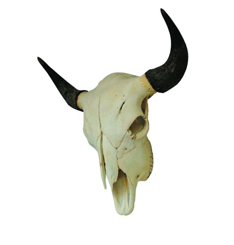 Skull Buffalo