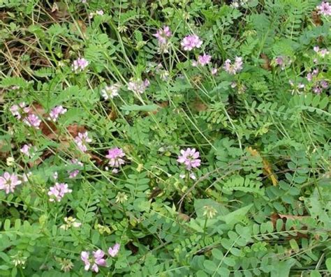 Invasive Plants Rice Soil And Water Conservation District