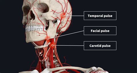 The Anatomy Of Your Pulse Complete Anatomy