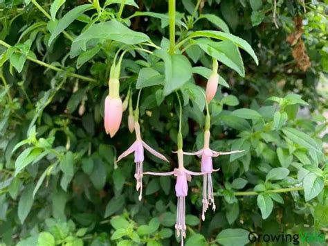Fuchsia Plant Facts How To Grow And Care Tips You Must Know Growingvale