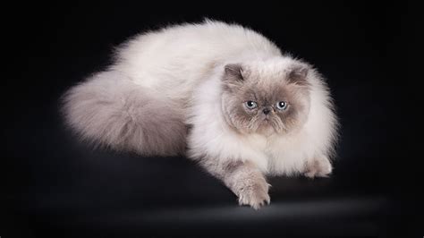 Himalayan Cat Or Persian Color Point Personality And Behavior Pettime