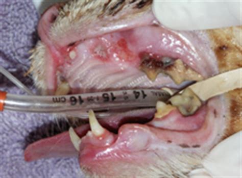 When tooth resorption occurs, sometimes vets can do what is called a crown amputation, where they just remove the tooth at your cat's mouth will be tender after a tooth extraction, and often cats have several teeth removed at one time. Center For Veterinary Dentistry And Oral Surgery ...