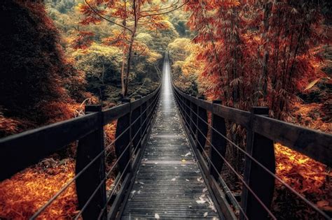 Nature Landscape Bridge Wooden Surface Fall Forest Walkway Path