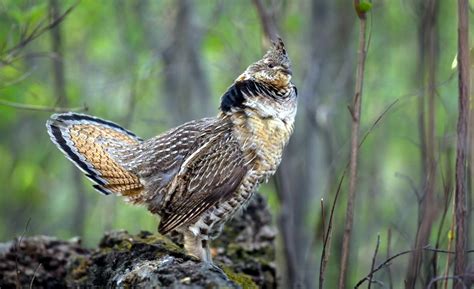 Njdep Division Of Fish And Wildlife Ruffed Grouse In New Jersey