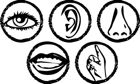 We have collected 39+ 5 senses coloring page images of various designs for you to color. INTERACTION: THE NERVOUS SYSTEM AND THE SENSE ORGANS