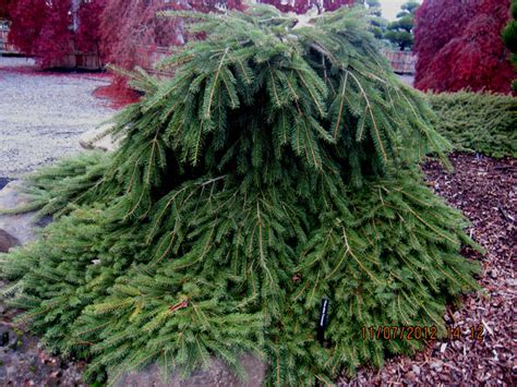 Picea Abies Formanek Dwarf Norway Spruce Kigi Nursery