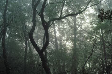 Wallpaper Ohio Summer Mist Tree Nature Forest Dawn Mood
