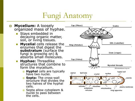 The Structure Of Fungi