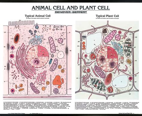 Buy Denoyer Geppert Sci Co Se Animal Cell Wall Chart With Plastic