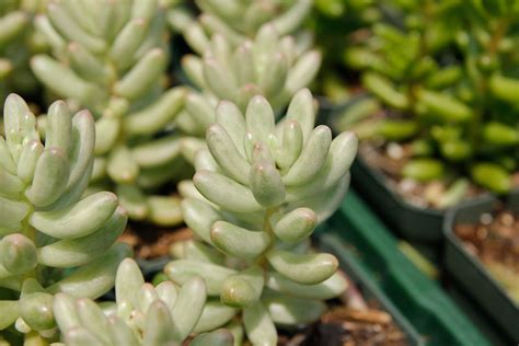 It is better to grow outdoor rather than indoor. Mint colored succulents, just one of the many varieties at ...