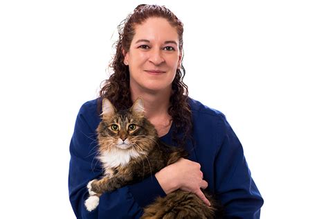 Ultrasonido Mri Xray Y Radiología Para Gatos Animal Clinic Of