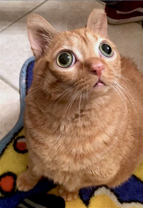 Cat With Googly Eyes That Has A Permanently Startled Look Is Instagram