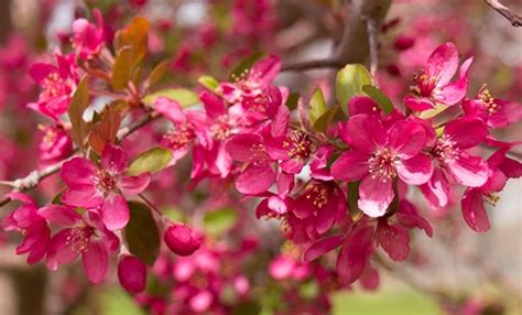 Crabapple Route Bursts Into Bloom In Littleton Littleton Co Patch