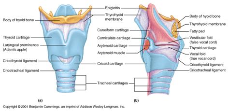 Two types of hormones are produced, which are the iodine containing hormones; CH22 Larynx