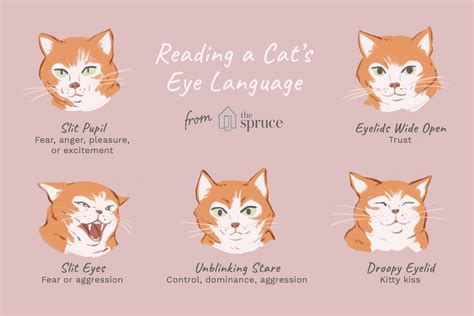 Stockings perform a protective function. Reading the Eyes of Your Cat