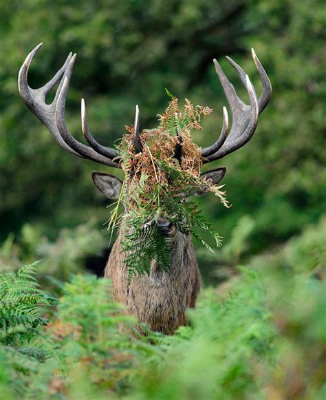 13 Hilarious Winners Of The Comedy Wildlife Photography Awards Demilked