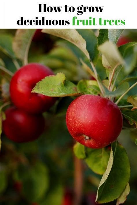 June Is The Best Month To Buy And Plant Deciduous Fruit Trees Follow