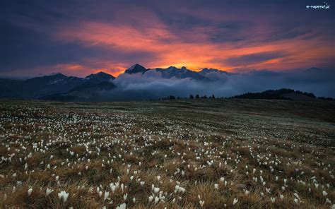 Kwiaty Chmury Góry Zachód Słońca Łąka Krokusy