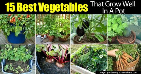 Cornflowers grow and flower best in sunny positions. 15 TOP Vegetables That Grow Well In A Container Or Pot